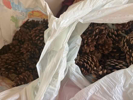 Photo of free Large bag of pine cones (Stourbridge) #1