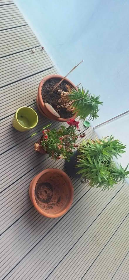 Photo of free Garden items and plants (Brent lea TW8) #1