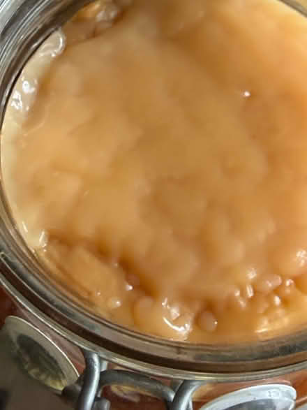 Photo of free SCOBY for making kombucha (Windermere LA23) #2
