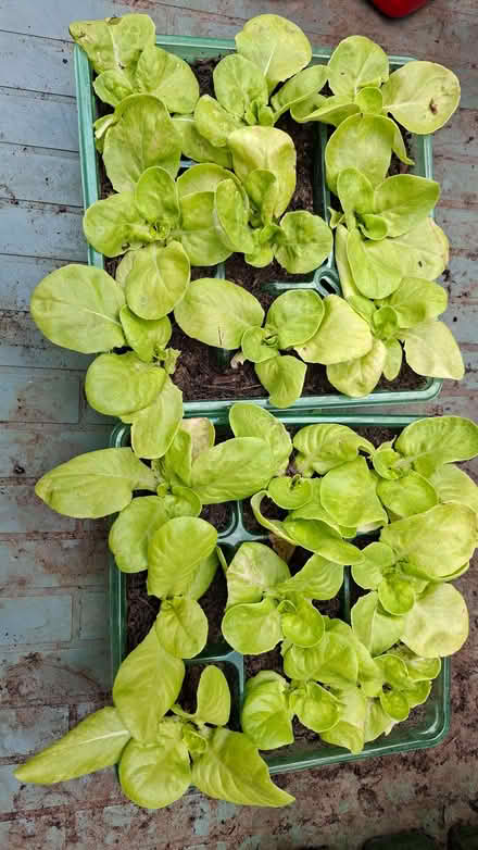 Photo of free Lettuce be friends (Hillingdon UB10) #1