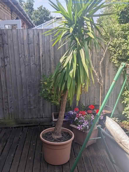 Photo of free Yucca type plant (Throop) #3