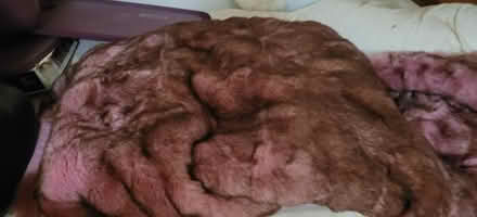 Photo of free Purple Fur Fabric - large piece (Ridgewood, 11385 near FPR) #1