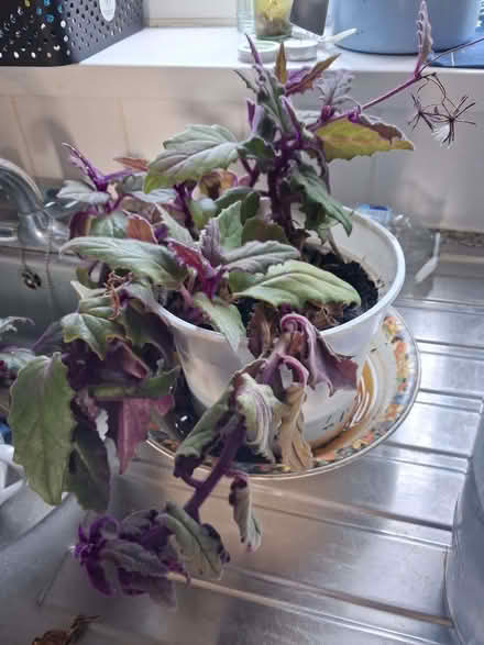 Photo of free 2 house plants (Otford TN14) #1