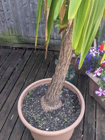 Photo of free Yucca type plant (Throop) #1