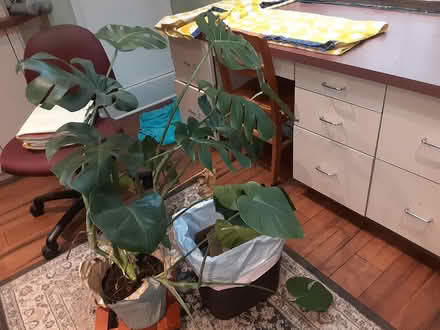 Photo of free Healthy Monstera (near Princeton airport) #1