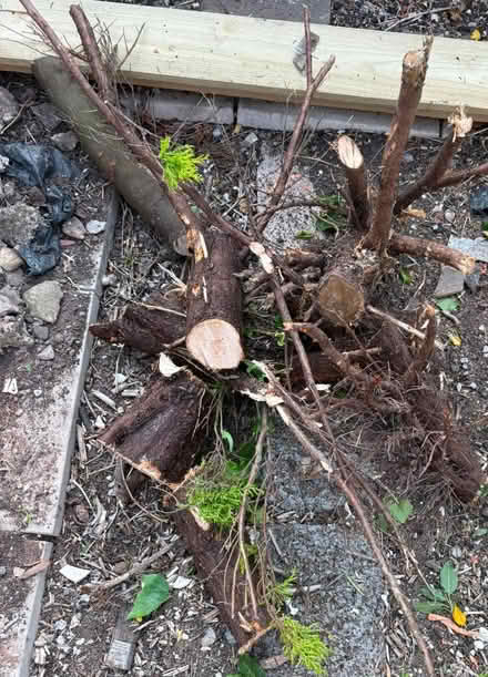 Photo of free Logs (Dinas Powys Cf64 4jr) #1