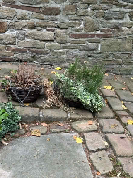 Photo of free 2 hanging flower baskets (Crosspool) #3