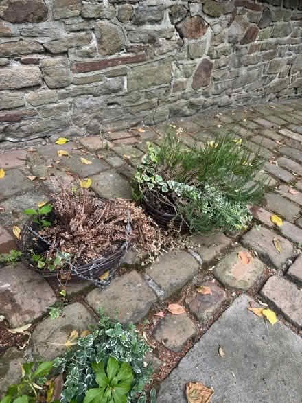 Photo of free 2 hanging flower baskets (Crosspool) #1