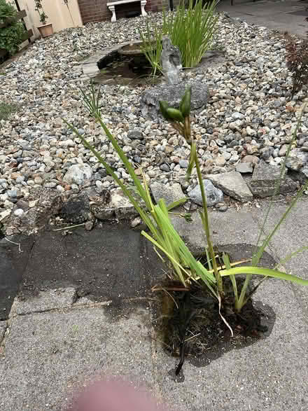 Photo of free Yellow Flag Iris (Norwich City Centre NR3) #1