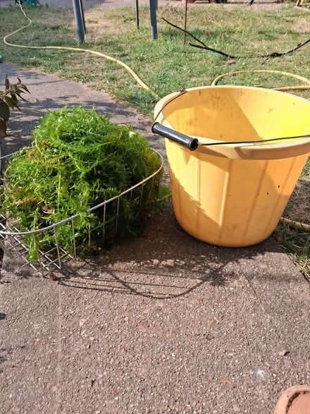 Photo of free Elodea Densa Pond weed (Farlington PO6) #3