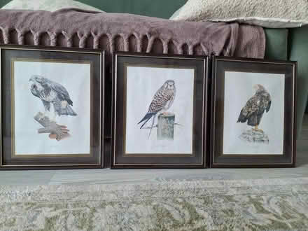 Photo of free Birds of Prey framed prints (Nantwich CW5) #1