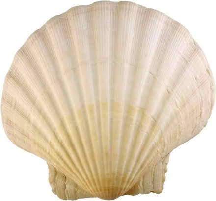 Photo of Large Scallop Shell (Grace Mount EH16) #1