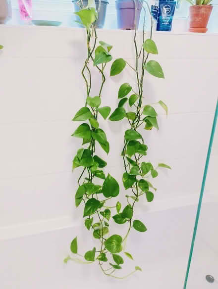 Photo of free Plants (Orton Longueville PE2) #1