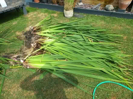 Photo of free Large pond iris yellow glowers (Hucclecote GL3) #1