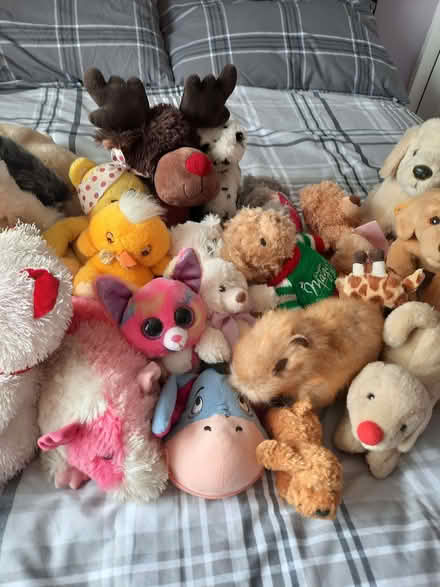 Photo of free Soft toys (Brimington S43) #2