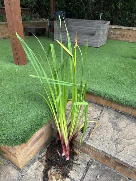 Photo of free Pond plant (Trowell NG9) #1