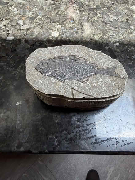 Photo of free small fish box (White Oaks area of San Carlos) #1