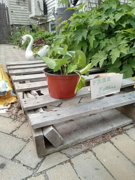 Photo of free Pothos (193 Sylvan St, Malden, MA) #1