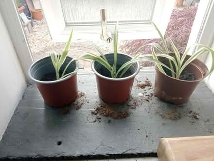 Photo of free Baby spider plants (Stewarton KA3) #1