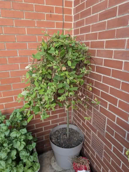 Photo of free Junior willow tree. (Belle Vue WF1) #1