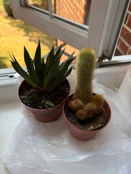 Photo of free two houseplants 🌵 (NW2 2TP) #2