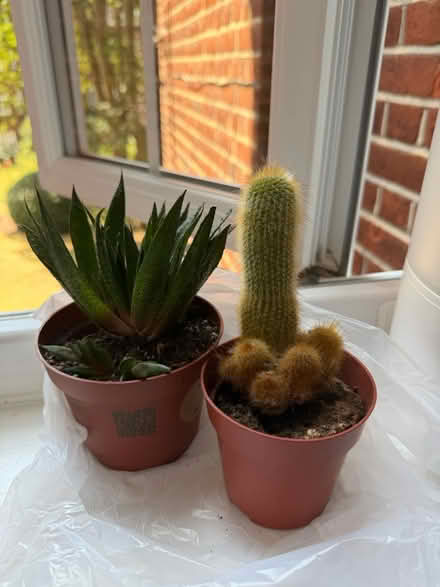 Photo of free two houseplants 🌵 (NW2 2TP) #1