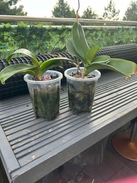 Photo of free Orchids (Stevenage SG1) #1
