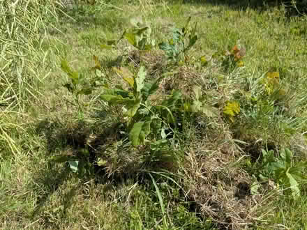 Photo of free Oak saplings (Shap CA10) #1