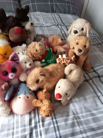 Photo of free Soft toys (Brimington S43) #1