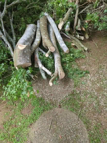 Photo of free Wood (Trinidad) #1