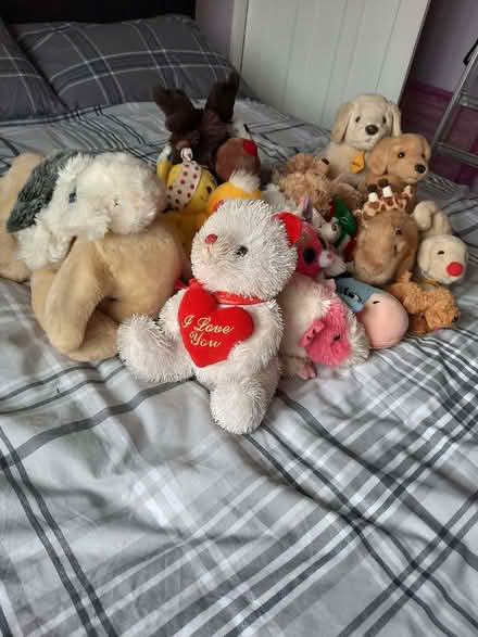 Photo of free Soft toys (Brimington S43) #3