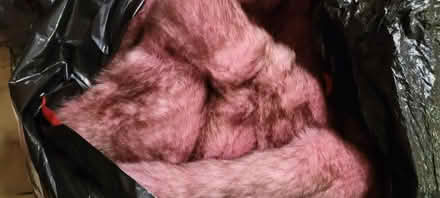 Photo of free Purple Fur Fabric - large piece (Ridgewood, 11385 near FPR) #2