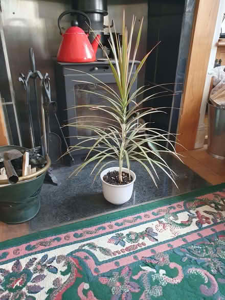 Photo of free House plant (Glastonbury BA6) #1