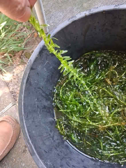 Photo of free Elodea Densa Pond weed (Farlington PO6) #1