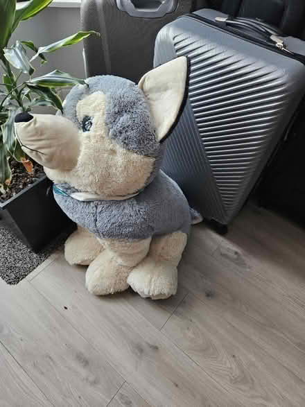 Photo of free Large fluffy dog (Perivale) #1