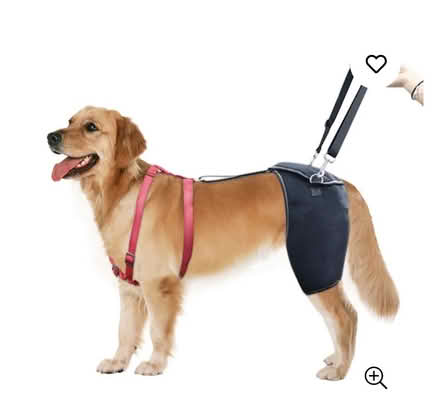 Photo of Dog hip brace (Near Settle BD24) #1