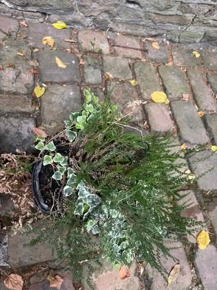 Photo of free 2 hanging flower baskets (Crosspool) #2
