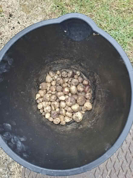 Photo of free Bluebell bulbs (HP21 Aylesbury) #1