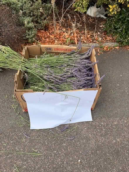 Photo of free Lavender (cut 18/7/26) (SG4 hitchin) #1
