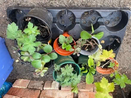 Photo of free Various plants (Northchurch HP4) #1
