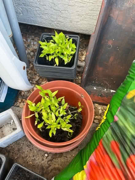 Photo of free Pepper seedlings (Twerton BA2) #3