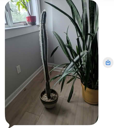 Photo of free House plants (Doylestown) #2