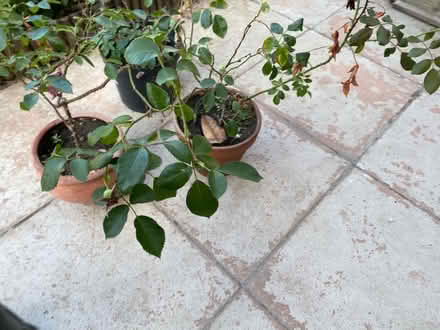 Photo of free Red Rose (Woosehill RG41) #2