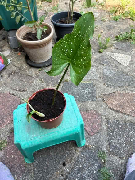 Photo of free plant (Molesey KT8) #1