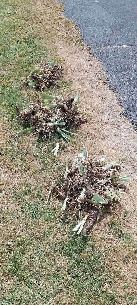 Photo of free Iris rhizomes (GU14, Farnborough) #1