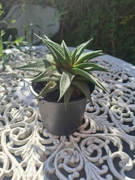 Photo of free Indoor plant (Montpellier GL50) #1