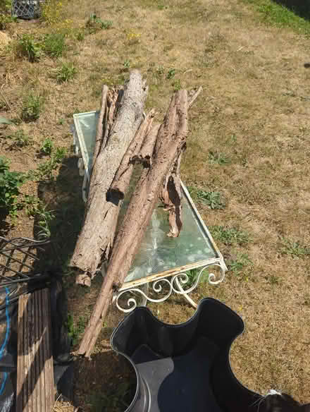 Photo of free Eices of bark from a conifer yree (Eastham rake) #2