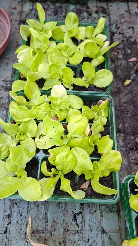 Photo of free Lettuce sing (Hillingdon UB10) #1