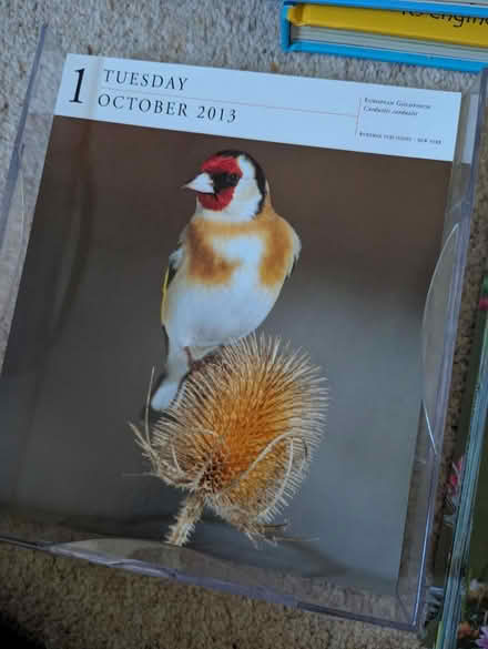 Photo of free 2013 Picture A Day Bird Calendar (Matlock DE4) #4