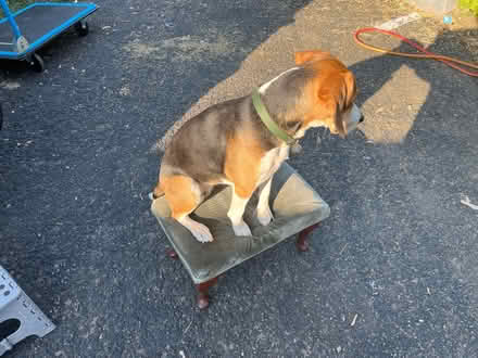 Photo of free Tilting foot stool (TA19 0Ly) #2